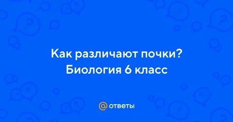 Как различают почки биология 6 класс