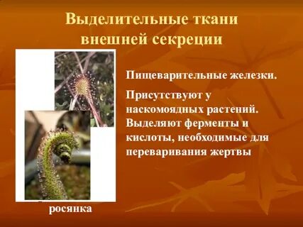 Ткани выделительной системы