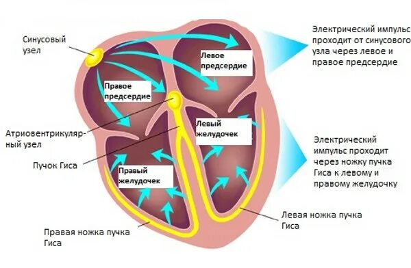 Образование левого предсердия. Схема проводящей системы сердца человека. Проведение импульса в проводящей системе сердца. Схема отделов проводящей системы сердца. Проводящая система сердца схема физиология.