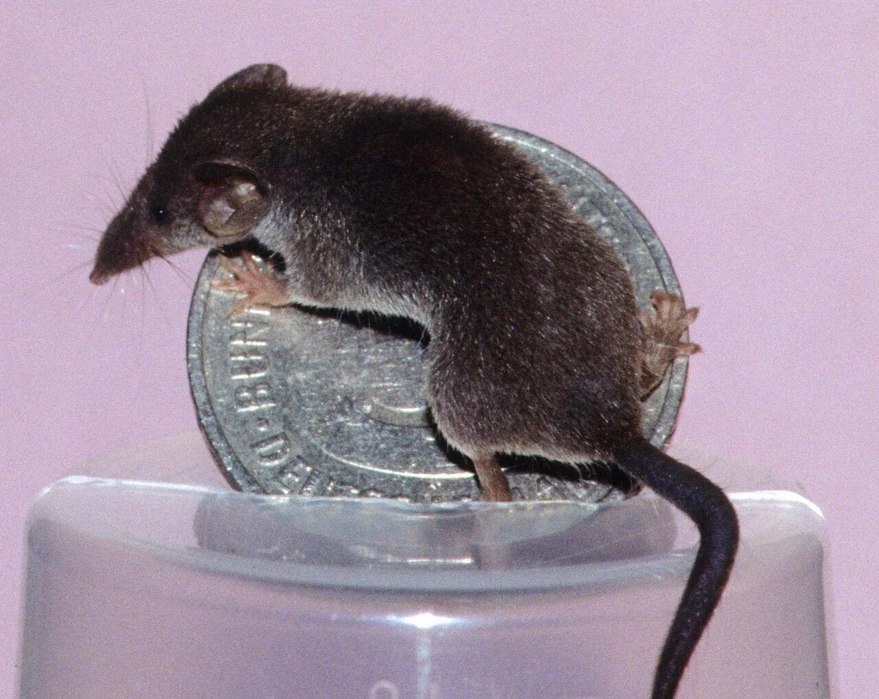 A mouse a small body