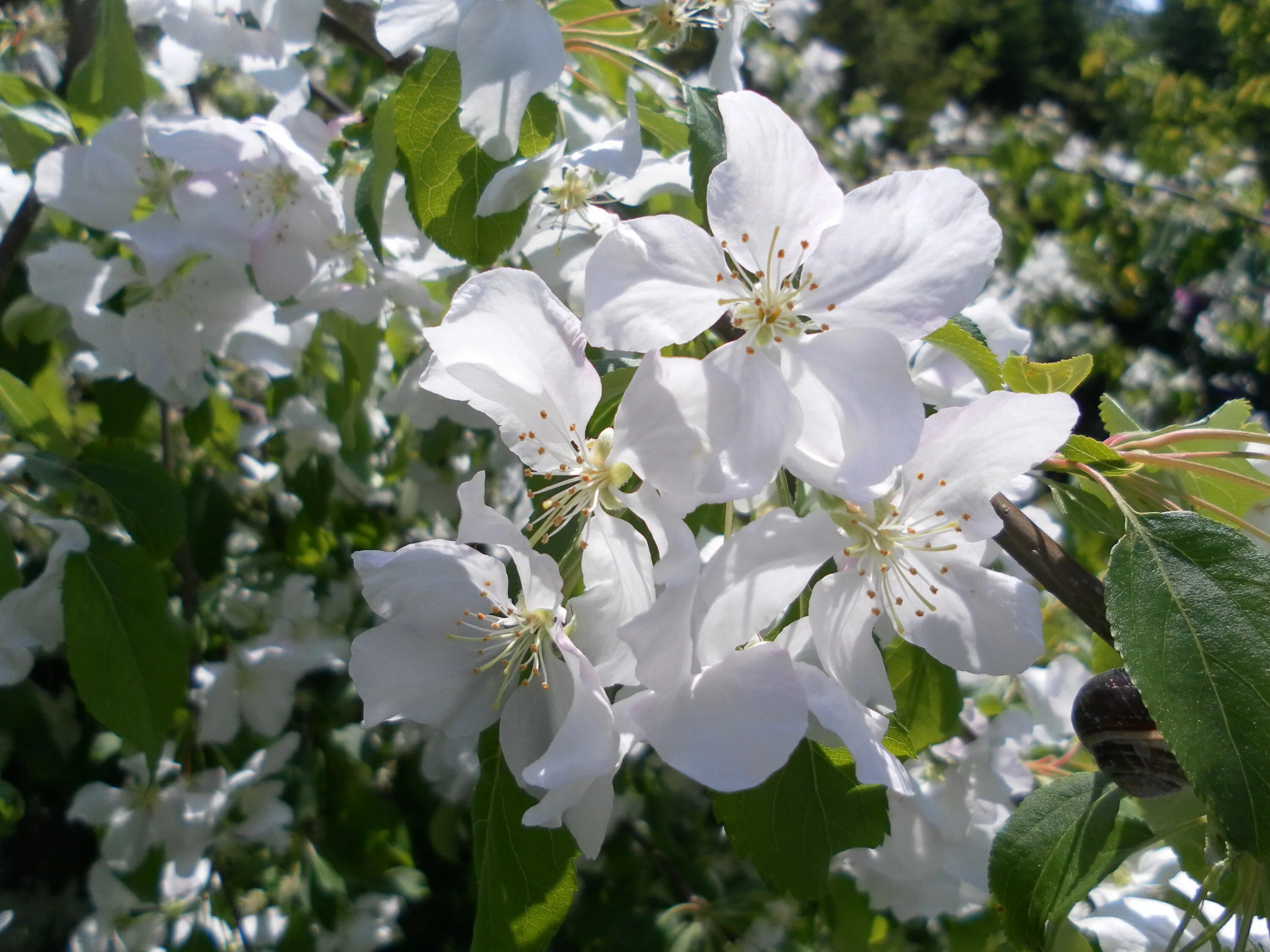 Дикая яблоня цветы Баха. Кустарники цветущие весной белыми цветами. Весенние кусты с белыми цветами. Кустарник белый весенний.