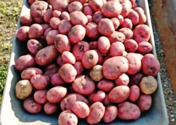 Картошка ред леди описание сорта фото Картофель ред леди описание сорта фото отзывы фото
