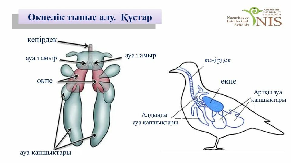 Құстар мен жәндіктер. Трахеи насекомых. Құс қаңқасы презентация. Тыныс алу 7 сынып презентация. Картинка тыныс алу мүшесі.