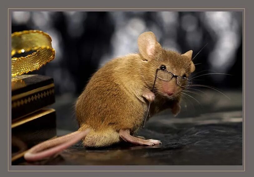 Время мышах. Мышка. Мышь с мышатами. Смешные мышки. Мышка Живая.
