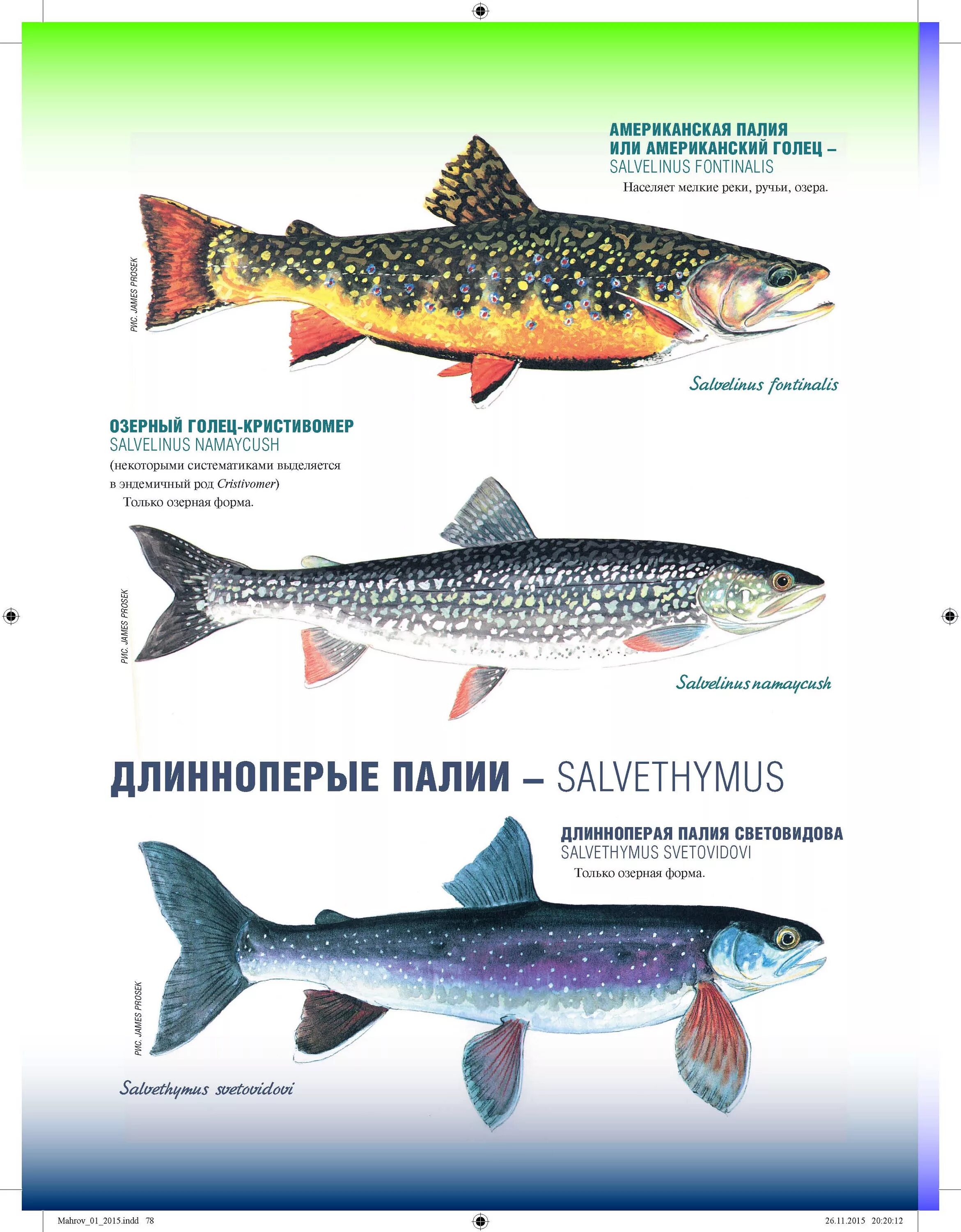 таблица лососевые представители семейства рыб. классификация тихоокеанских лососей. название красных рыб семейства лососевых. название красных рыб семейства лососевых. название красных рыб семейства лососевых.