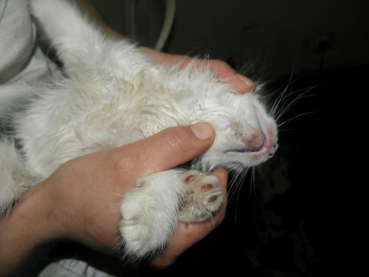 signs of ear mites in kittens Purchase - 65