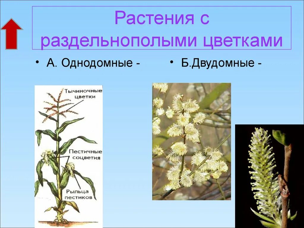 Обоеполые однодомные двудомные. Однодомные и двудомные растения. Ива двудомное растение. Двудомные раздельнополые растения. Однодомные и двудомные обоеполые и раздельнополые.
