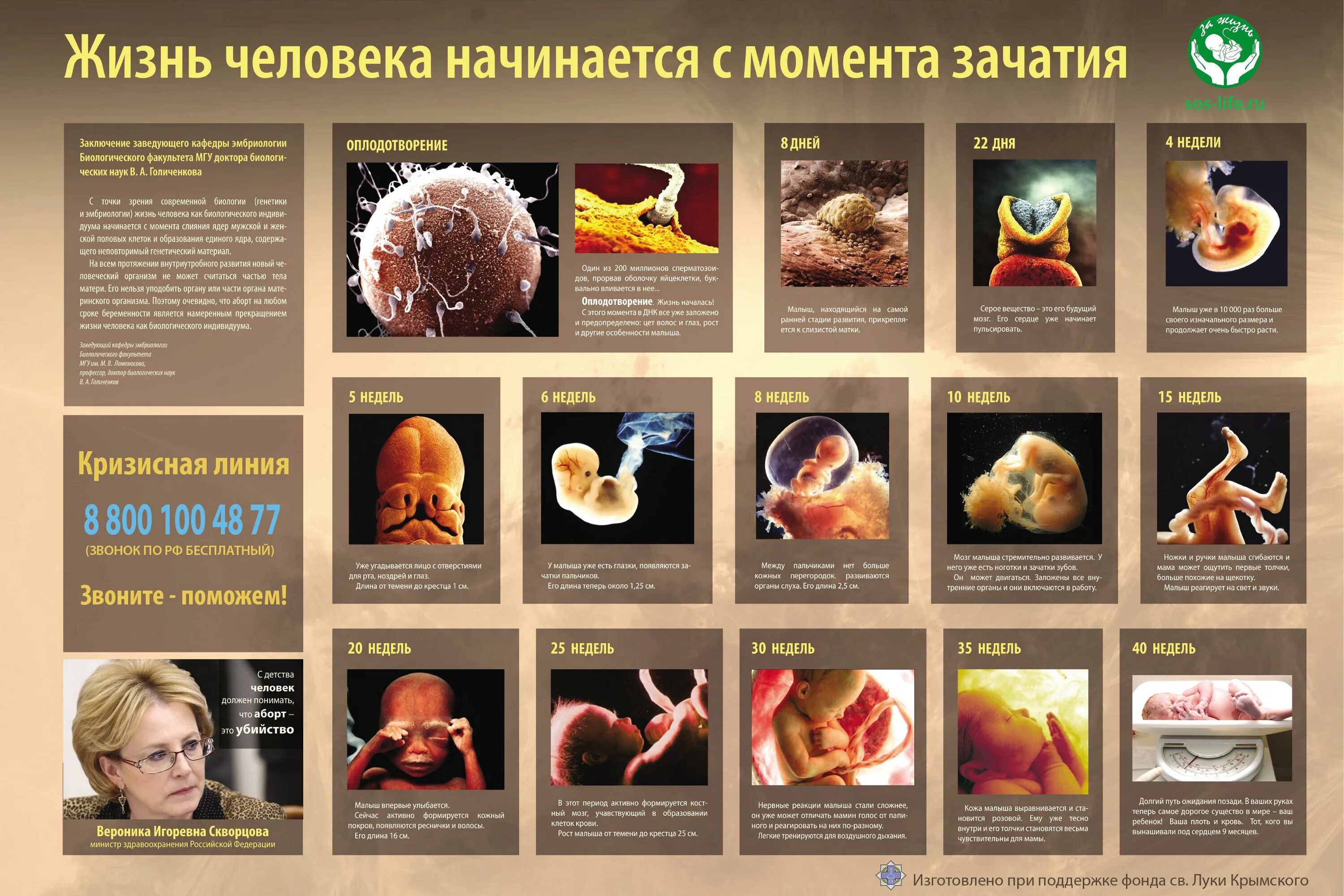 Когда начинается жизнь человека. Жизнь человека с момента зачатия. Жизнь начинается с зачатия. Развитие ребенка с момента зачатия. Формирование плода по дням с момента зачатия.