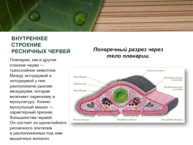 Какая ткань у плоских червей. Кожно-мускульный мускульный мешок планарии. Ресничные черви кожно мускульный мешок. Тип плоские черви кожно-мускульный мешок. Плоские черви строение планарии.