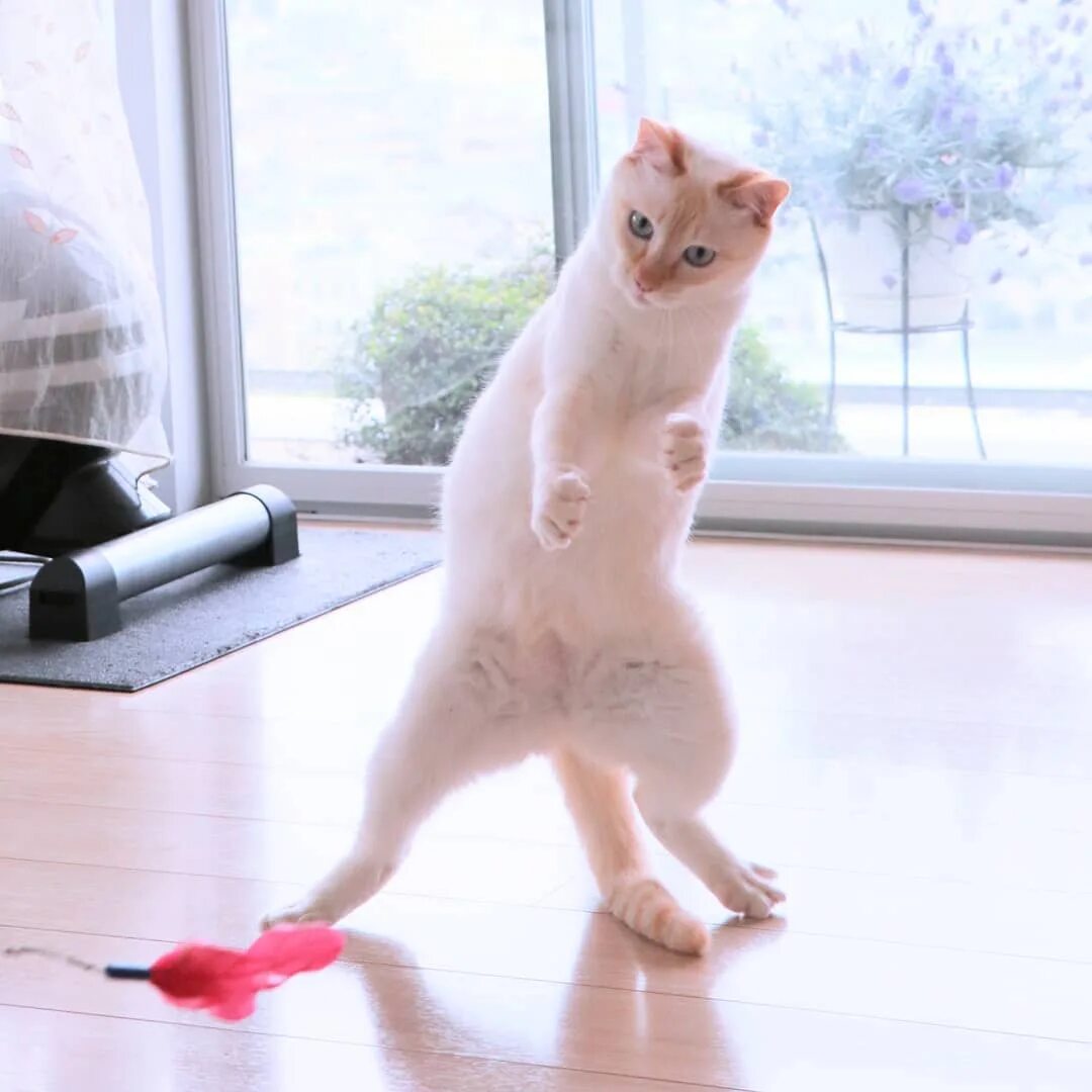 Где котики танцуют. Танцующий кот Чако из Японии. Танцующий кот. Котики смешные. Кошка танцует.