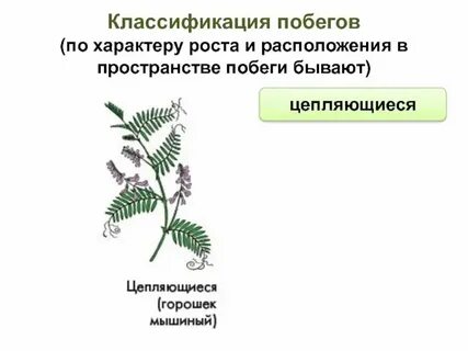 Букет побег