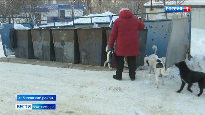 Якутские собаки которые напали на людей. Школа для собак. Нападение собак на людей в хабаровске. Нападение собак на людей в хабаровске. Бездомные собаки в хабаровске.