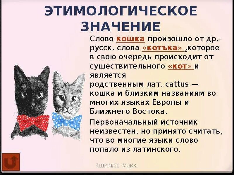 Происхождение слова кот. Откуда произошло слово кот. Откуда появилось слово кот. Этимологическое слово кот. Почему кошку зовут кошку