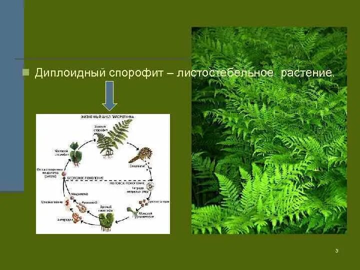 Гаметофит 2 спорофит. Диплоидный спорофит. листостебельное растение спорофит. спорофит папоротника. диплоидный спорофит цикл.
