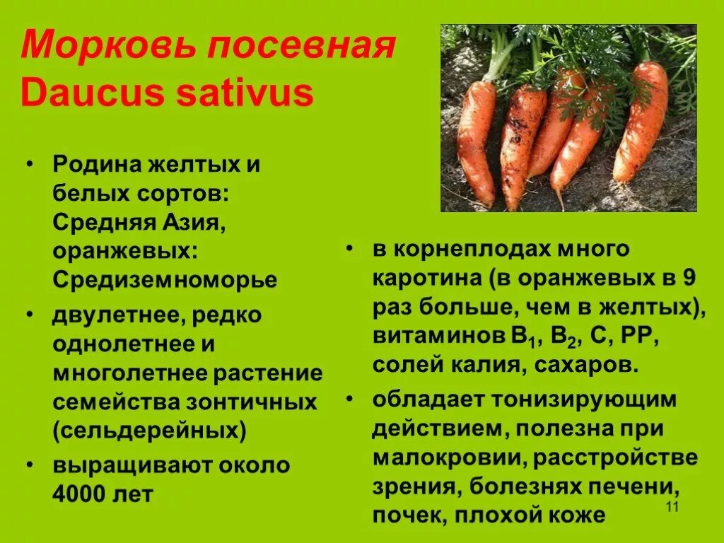 Морковь однолетнее или двулетнее растение. Морковь посевная. Морковь для презентации. Морковь двулетнее растение.