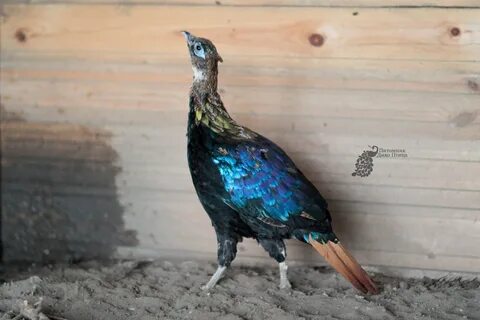 Питомник птицы счастья