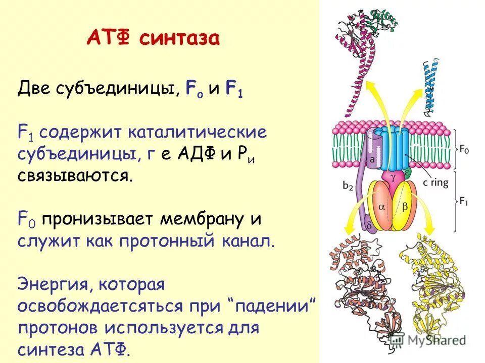 Фермент синтезирующий атф. Строение АТФ синтазного комплекса. Строение 5 комплекса АТФ синтазы. АТФ-синтаза структура функция. АТФ синтаза строение.