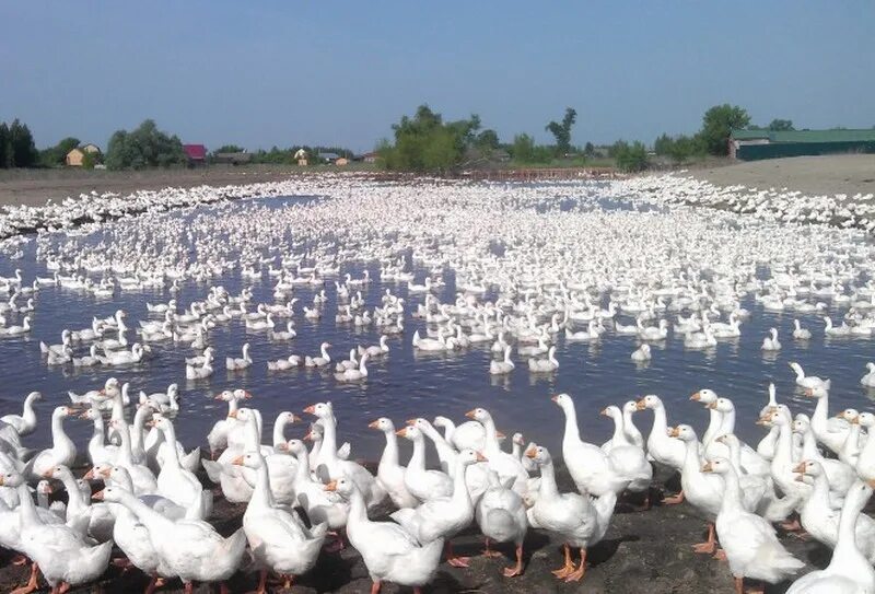 Рязань гусь. Речка гусь касимовский район. Санаторий гусь железный рязань. Гусь-железный касимов храм. Село гусева.