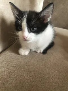 Котята стерлитамак