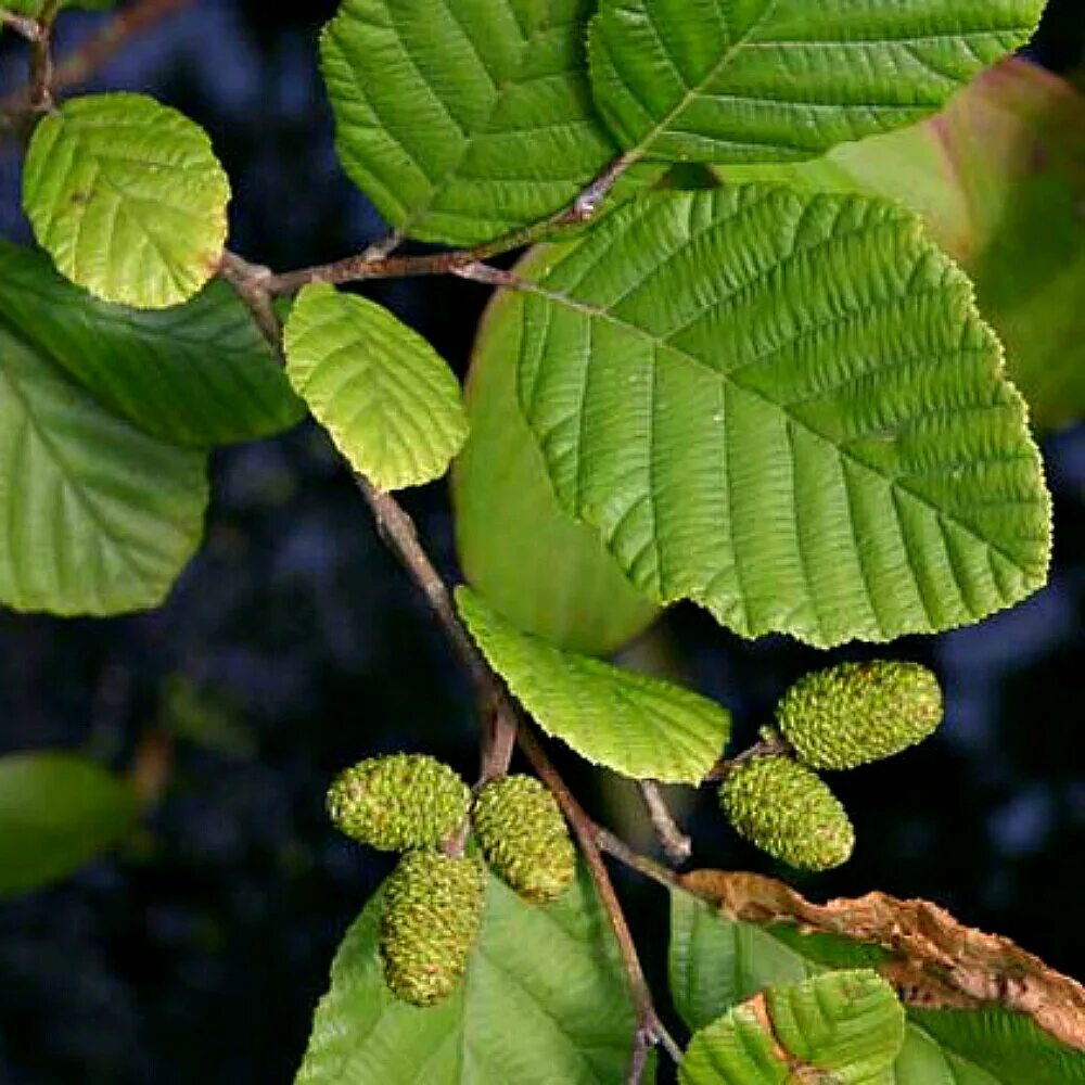 Ольха серая Alnus incana. Ольха Империалис. Ольха Aurea. Ольха дерево листья.