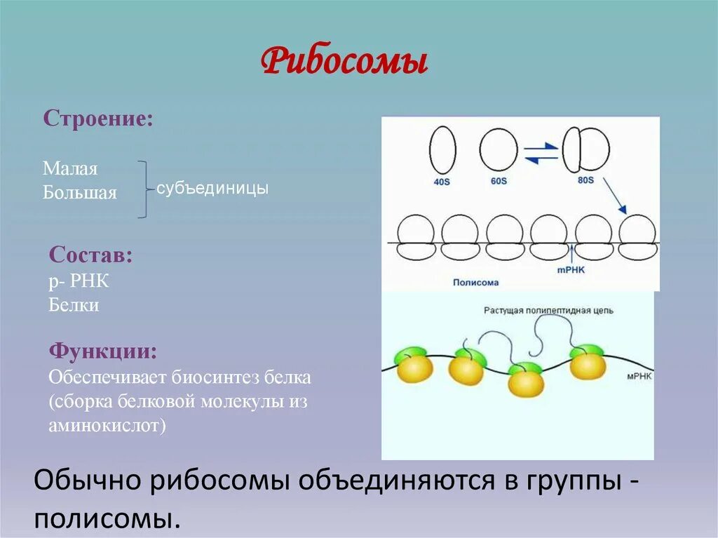 Выполняет функцию мономеры белков. Структура рибосом прокариот. Строение рибосомы и ее функции. Строение рибосомы прокариот. Строение рибосом биохимия.