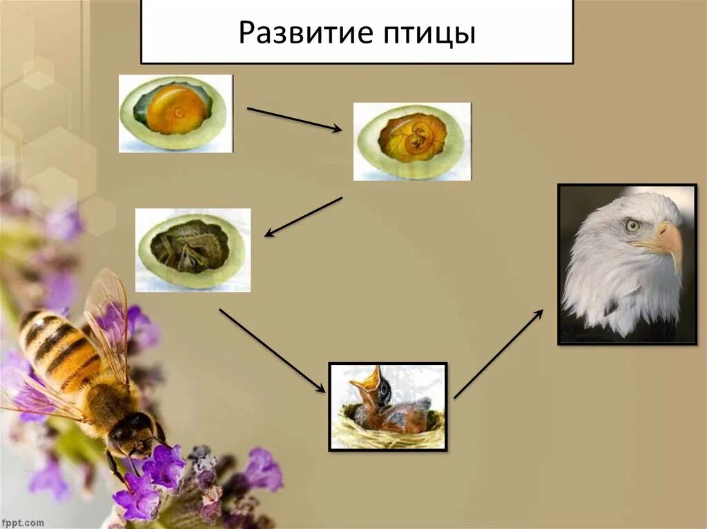 Развитие птиц. Стадии развития птиц. Цикл развития птиц. Размножение и развитие птиц.