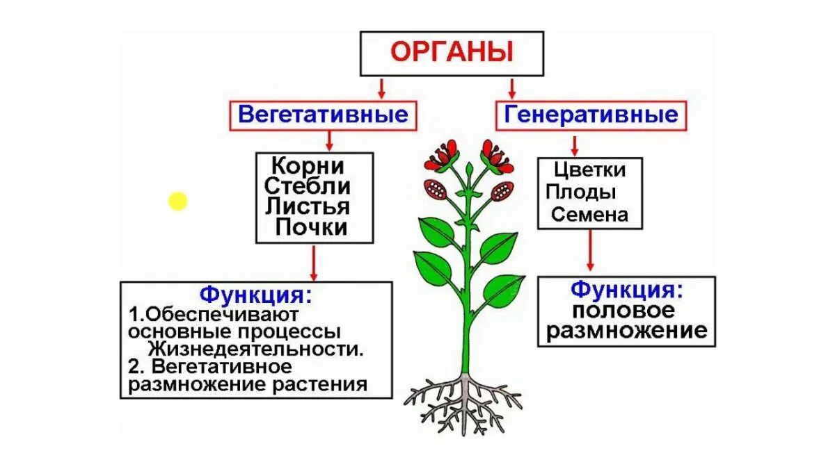 Структура растения функция. Структура растения функция