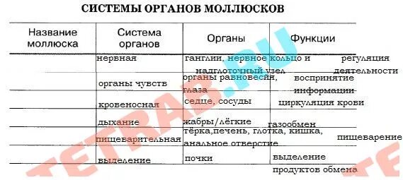 внутреннее строение моллюсков таблица биология 7