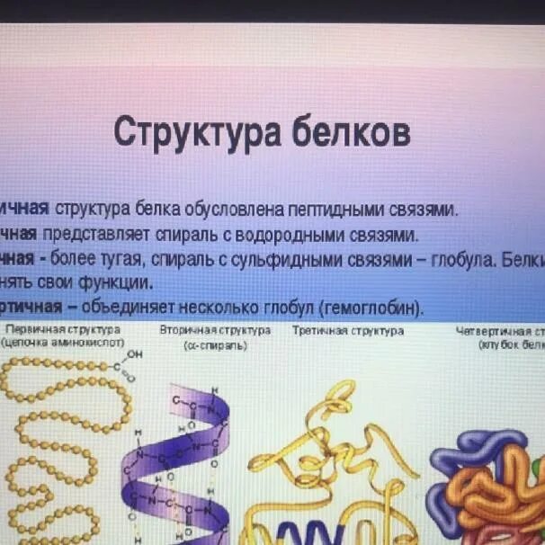 Мономеры белка называются. Мономерами молекул белков яв. Функции молекул белка. Чем характеризуются молекулы белка. Как называется молекулы белков.