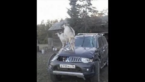 Не бит не крашен