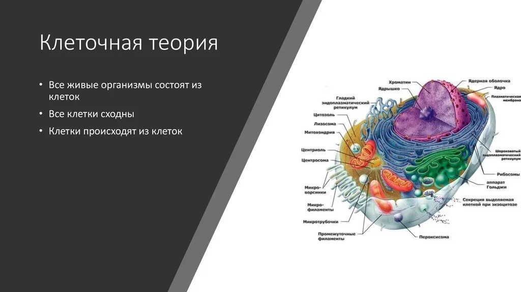 Что является функциональной единицей живого организма. Клеточная теория. Клеточное строение живых организмов. Клетка живого организма. Теория клеточного строения.