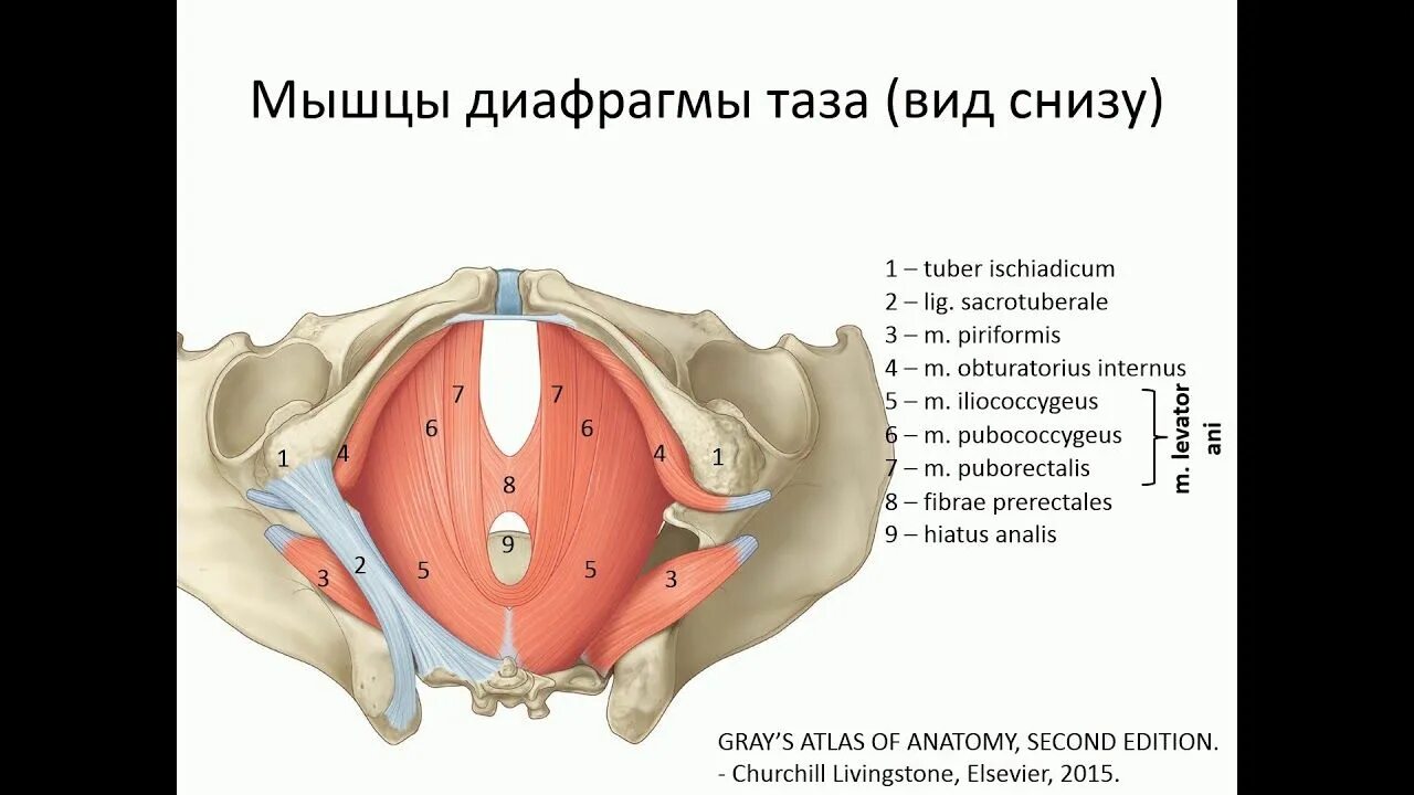 Тазовое дно анатомия Мочеполовая диафрагма. Мышцы дна таза анатомия. Мышцы малого таза анатомия строение. Мышцы таза и тазового дна анатомия. Деление снизу