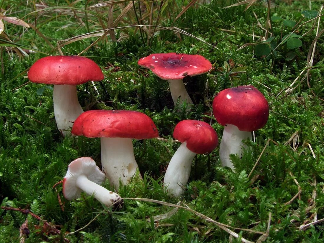 Сыроежка розовая russula rosea. Сыроежка бугорчато-лазоревая. Гриб сыроежка гриб сыроежка. Сыроежка гриб. Сыроежка съедобные грибы.