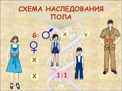 Почему пол ребенка зависит от отца
