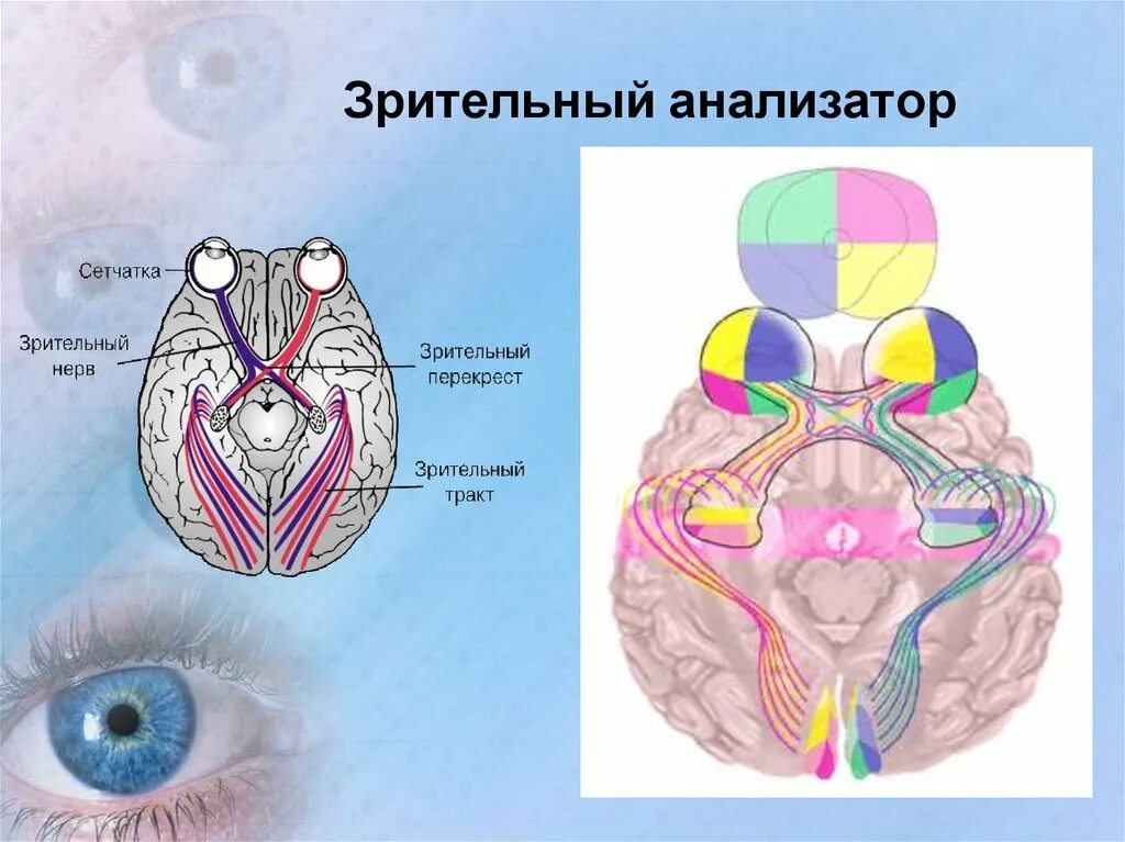 Структуры глаза зрительный нерв. Зрительный анализатор Перекрест. Зрительный анализатор строение анатомия. Анализаторы зрительный анализатор строение. Зрительный нерв строение анатомия.