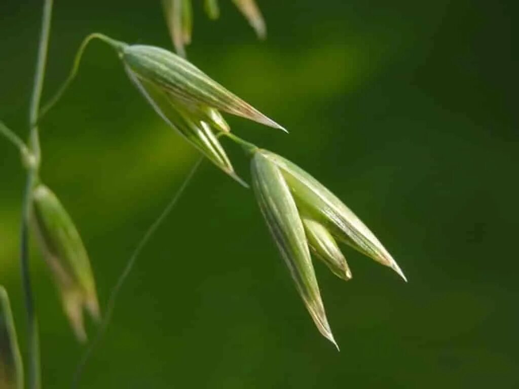 Как цветет овес. Овсюг обыкновенный. овес обыкновенный (avena sativa. овсюг цветет.