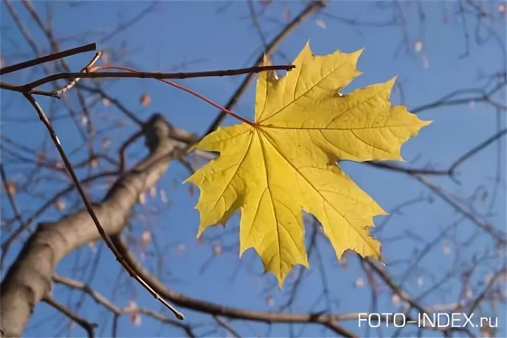 Одинокий желтый лист на дереве. Одинокий лист клена. Ветка с листьями. Ветка японии в блиц. Макросъемка листьев.