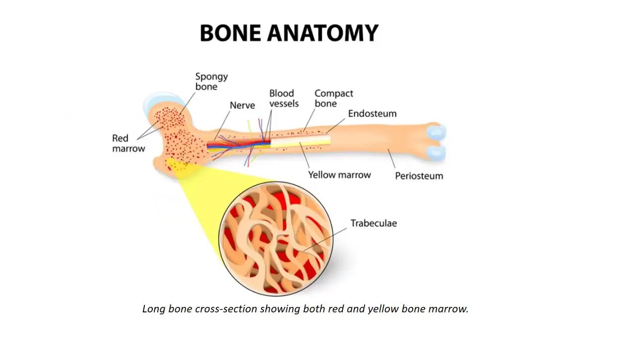 Желтый костный мозг в кости. Строение костного мозга. Желтый костный мозг строение. Красный костный мозг и желтый костный мозг. В костях и т д