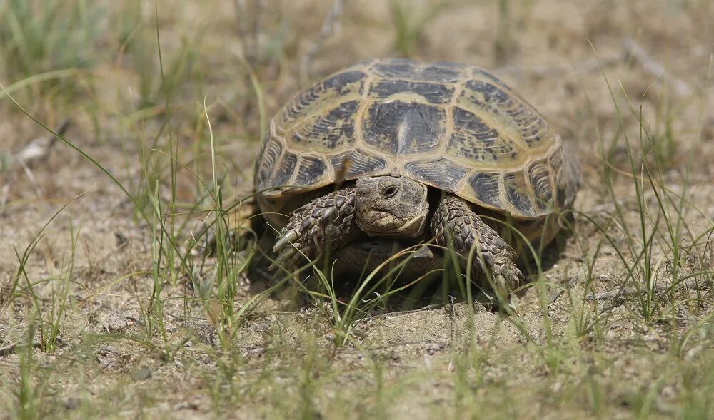 степная черепаха доклад. среднеазиатская черепаха. где живет степная черепаха. среднеазиатская черепаха. степные черепахи казахстана.