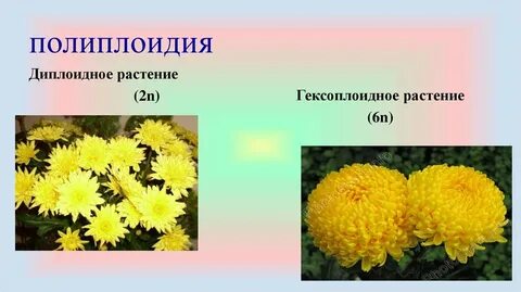 Полиплоидные растения