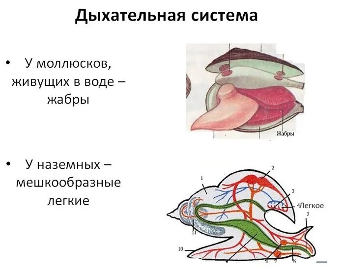 Какие органы дыхания характерны для наземных моллюсков