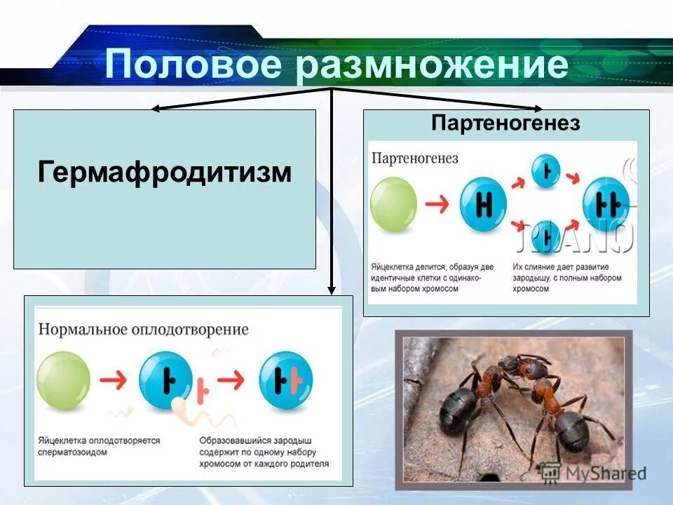 Образование спор партеногенез