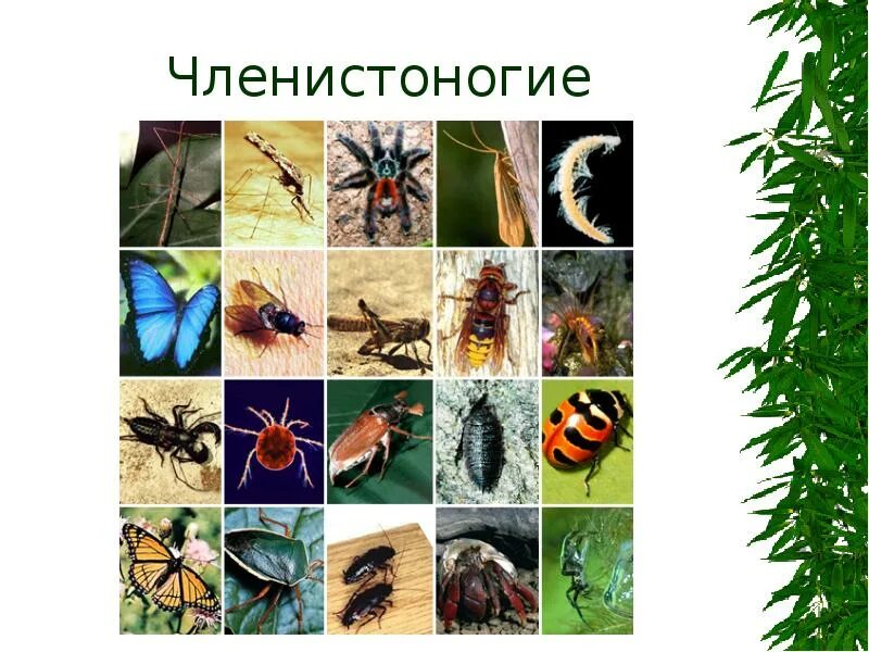 Членистоногие в системе животных. Членистоногие представители. членистоногие коллаж. членистоногие плакат. многообразие членистоногих фото.