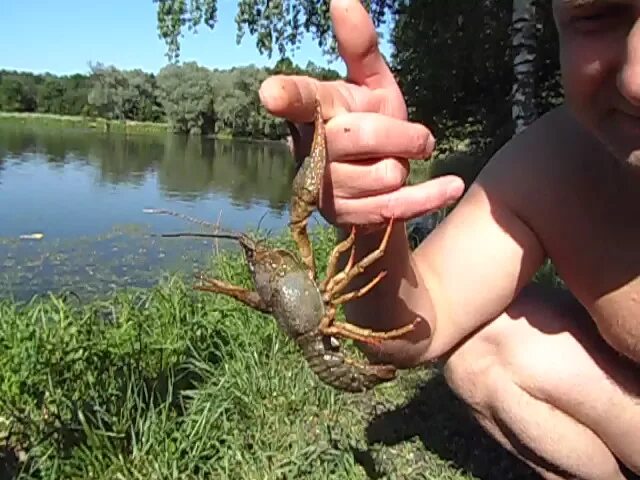 Речные раки живут. Раково водоем. Рачки в водоемах. Рачки озерные. Река рачка.