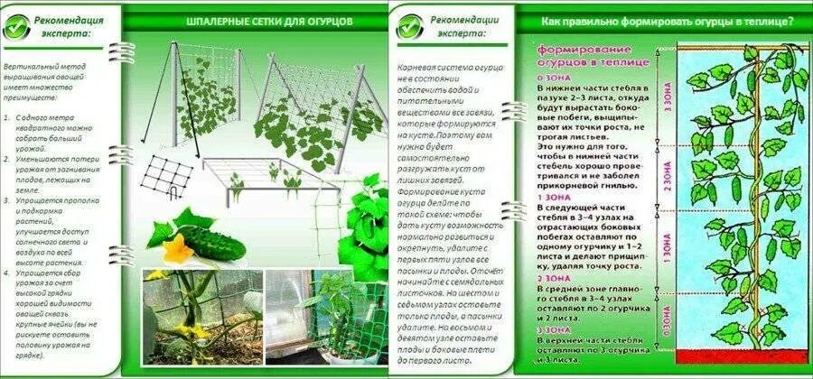Огурцы в теплице из поликарбоната посадка. Подвязать огурцы в теплице. Схема подвязывания огурцов в теплице. Огуречник подвязка огурцов. Посадка зелени в теплице ранней весной.