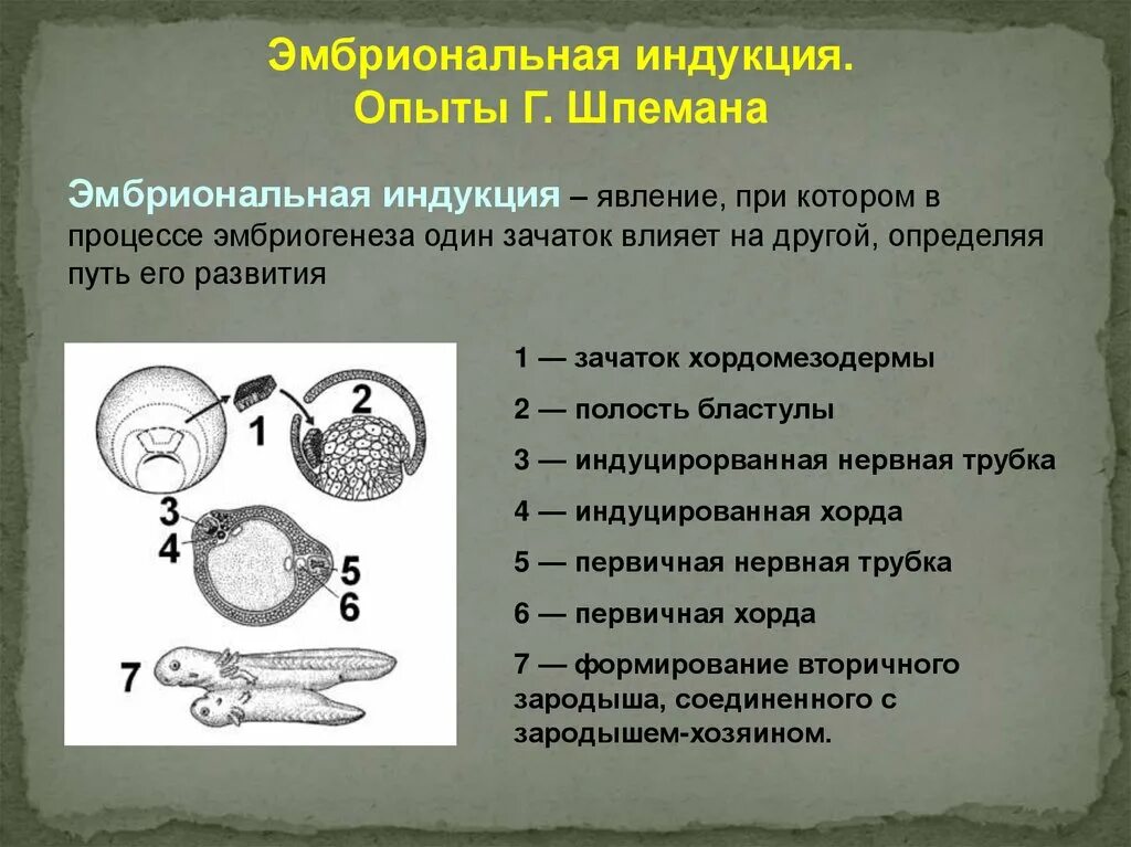 Эмбриональное происхождение строение функции. Эмбриональная индукция шпемана. эмбриональное развитие. основные этапы эмбрионального развития. эмбриональная индукция кратко.