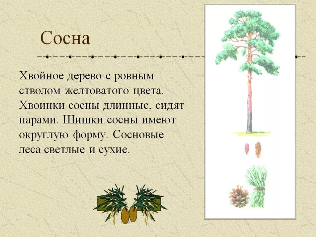 Сосну значение слова