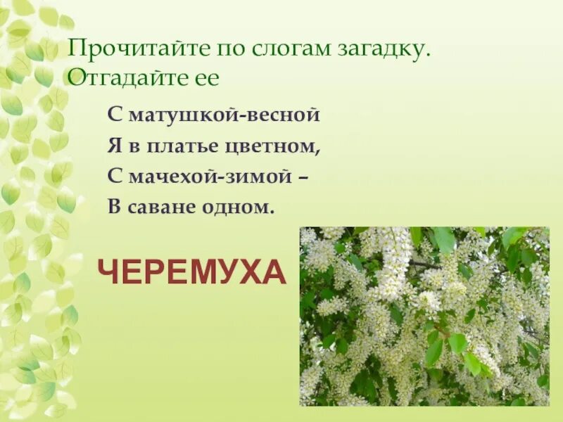 Стих про черемуху. Есенин черемуха 3 класс. Третий класс литературное чтение Есенин черёмуха. Стихотворение Есенина черемуха.