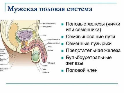 Работа мужского полового органа