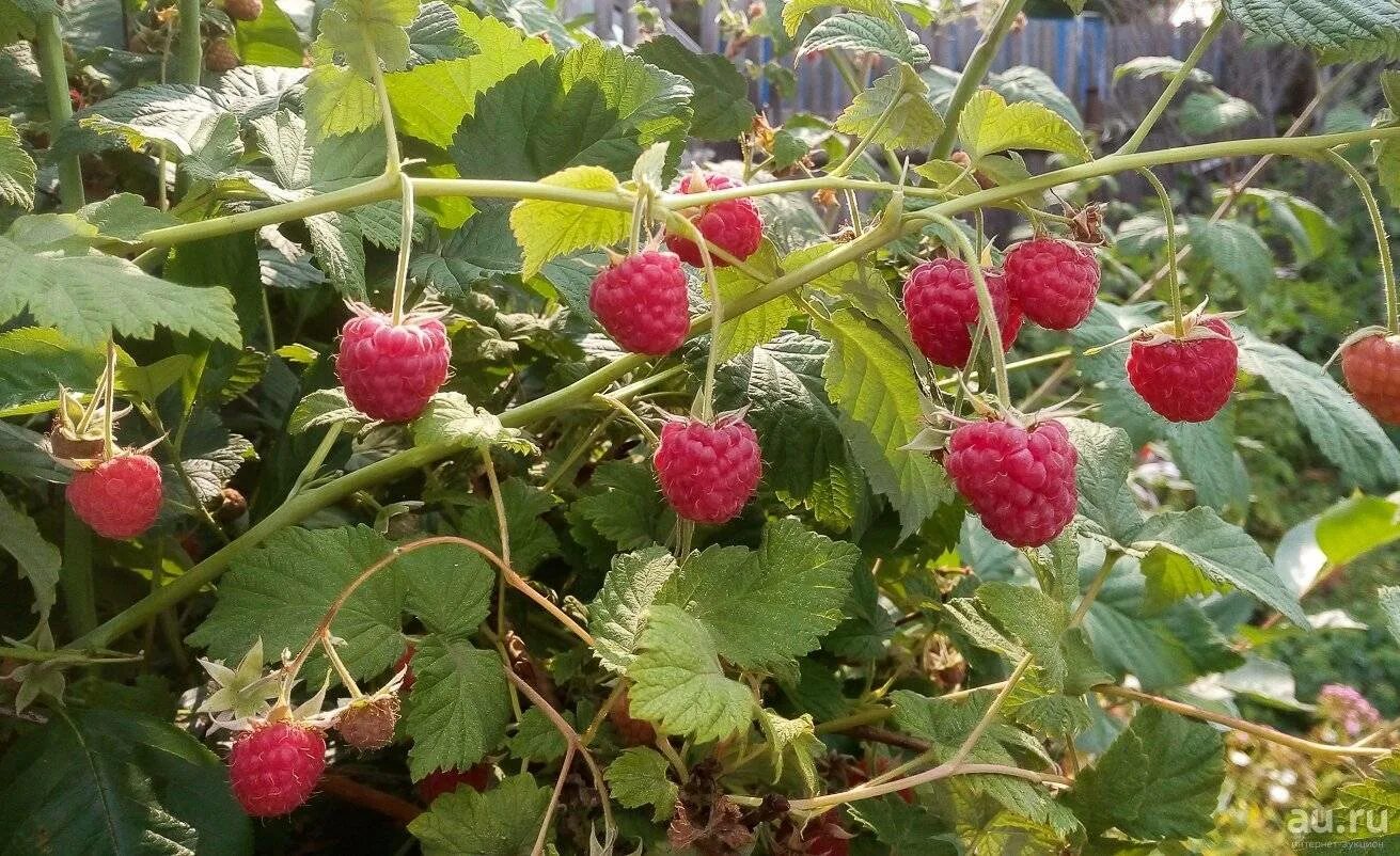 Новости малиновый. Малина гусар ремонтантная. Малина ремонтантная бабье лето-2. Малина новость кузьмина. Малина ремонтантная таруса.